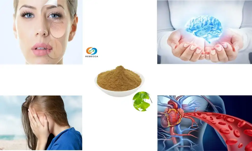 Natural Ginkgo Biloba Leaf Powder for Mental Clarity